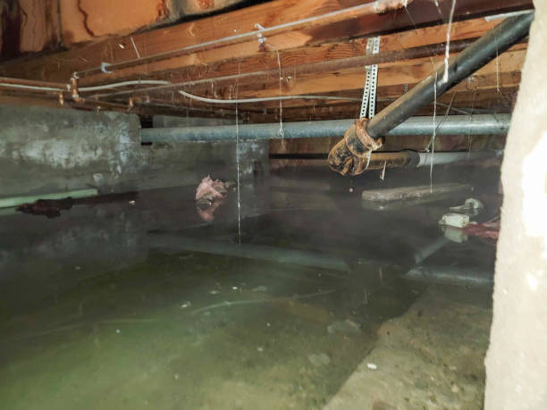 Best Flood damage cleanup  in East Norwich, NY